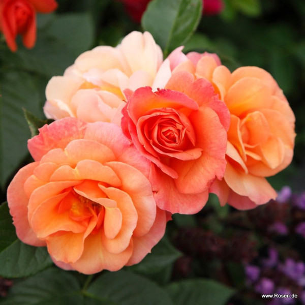 APRICOL®